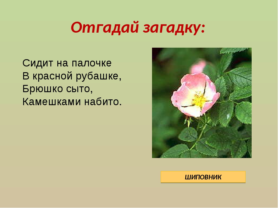 Назовите небольшое. Загадка про шиповник. Шиповник окружающий мир. Загадка про шиповник для детей. Шиповник 2 класс окружающий мир.