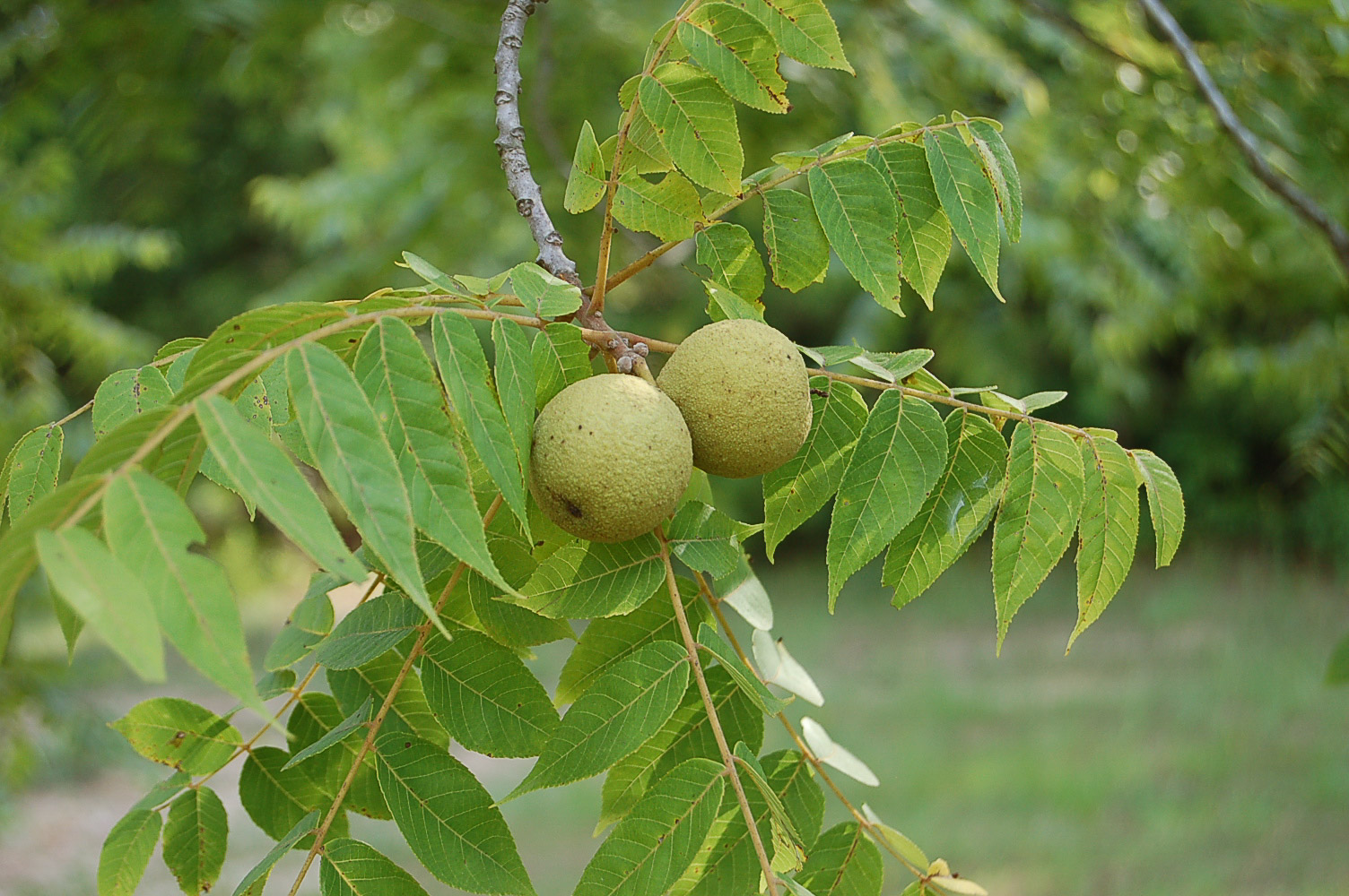 Дерево с плодами похожими. Орех черный, Juglans nigra. Орех чёрный Juglans nigra дерево. Орех маньчжурский - Juglans mandshurica плод. Маньчжурский грецкий орех.