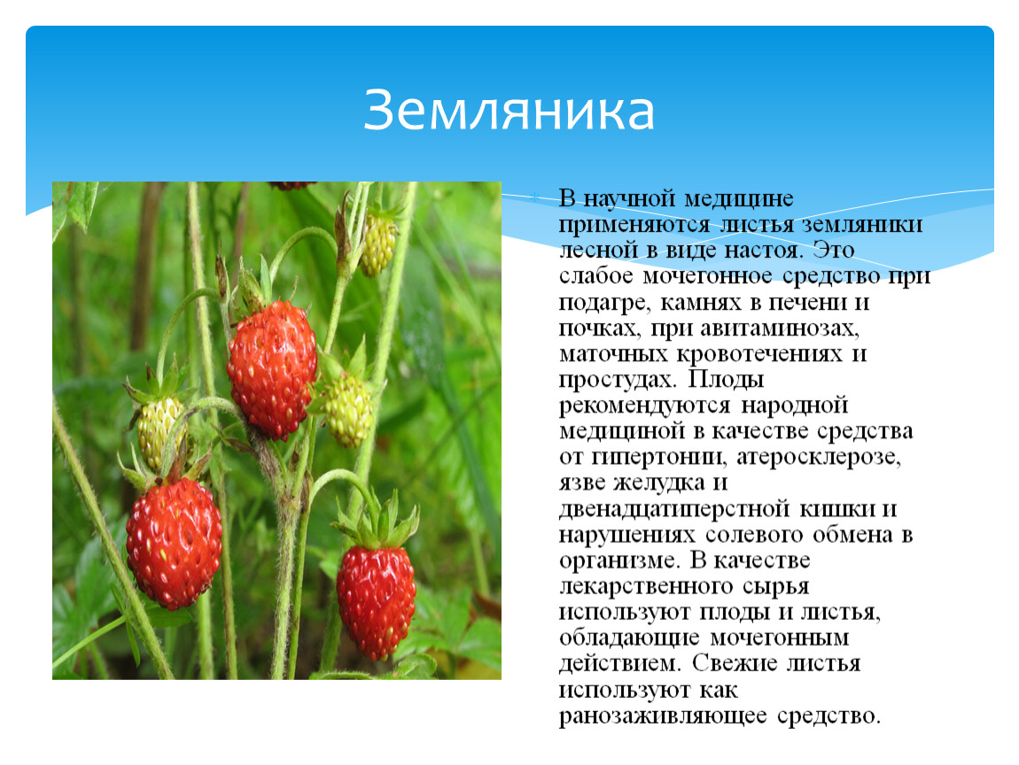 Земляника относится к группе. Земляника описание. Земляника описание растения. Сообщение о землянике. Земляника Лесная сообщение.