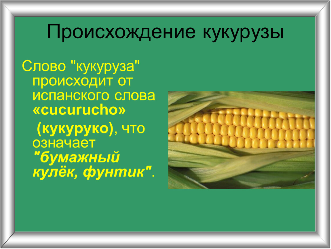 Точно никто не знает откуда у кукурузы такое чудное имя составь план