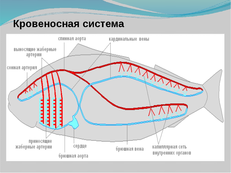 Кровеносная органы рыб. Кровеносная система рыб схема 7 класс. Кровеносная система система акулы. Кровеносная система хрящевых рыб схема. Строение кровеносной системы костных рыб.