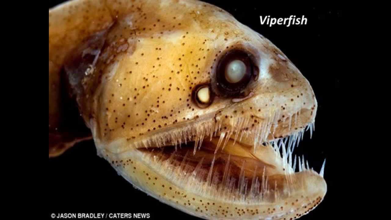 На дне океана существа. Страшные обитатели океана. Самые страшные рыбы в океане.