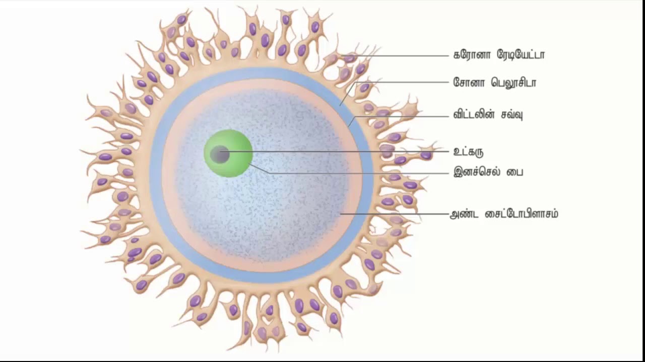 Яйцеклетка имеет. Zona pellucida и Corona Radiata. Строение яйцеклетки Corona Radiata. Zona pellucida яйцеклетки. Ovum structure.