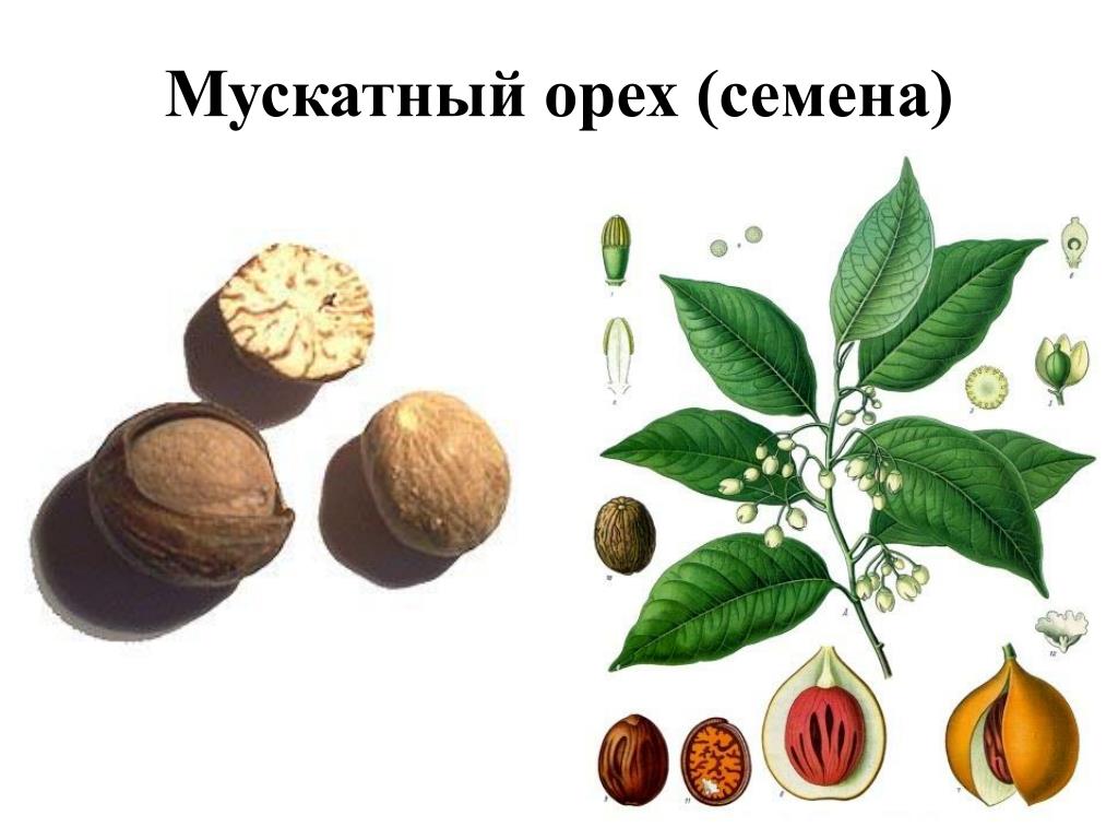 Мускатный орех какова. Семена мускатного ореха. Мускатный орех растение. Мускатный орех семейство. Мускатный орех семенные.