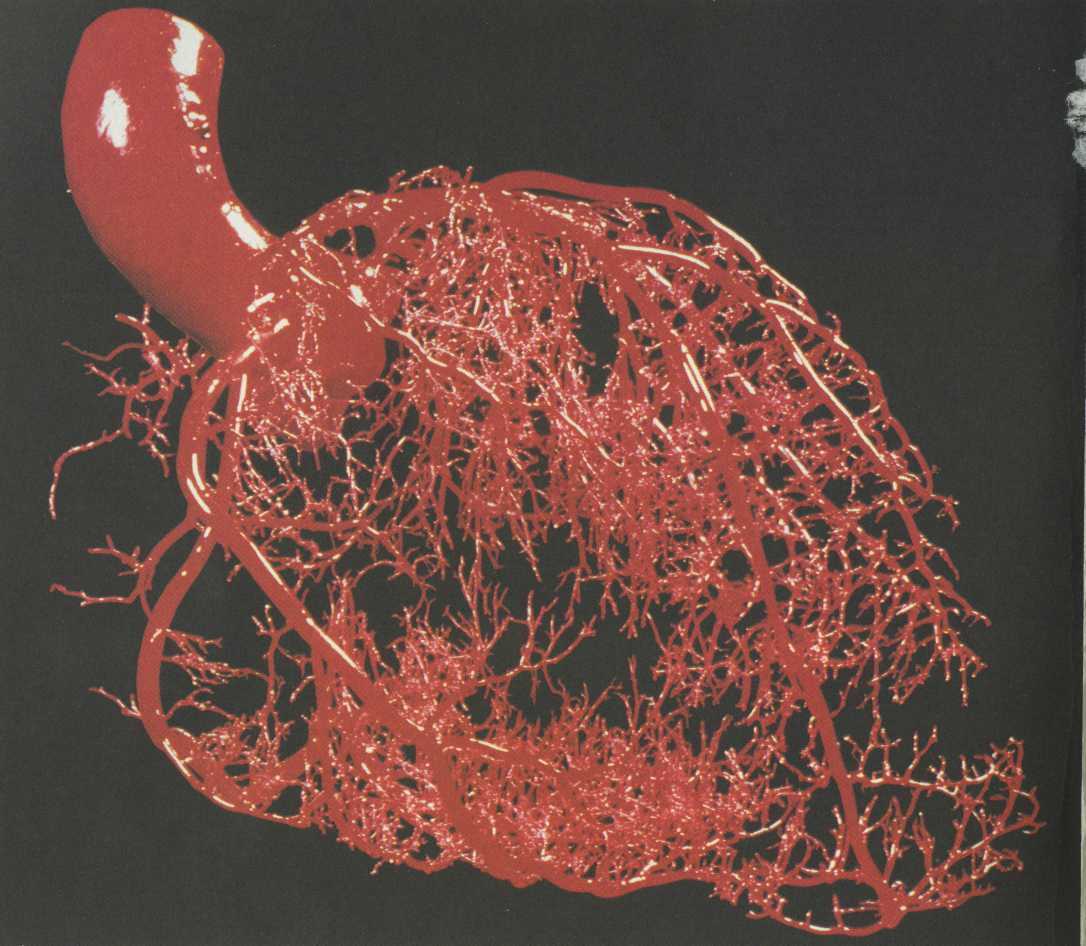 Капилляры. Кровеносные сосуды фрактал. Фракталы в организме. Сеть кровеносных сосудов сердца. Капиллярные сосуды человека.