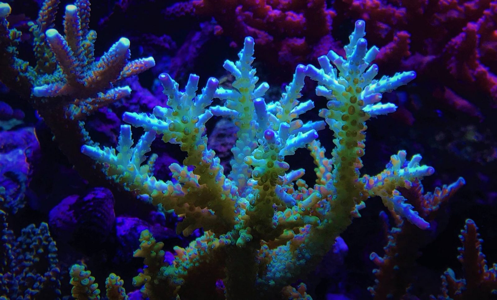 Красивые кораллы