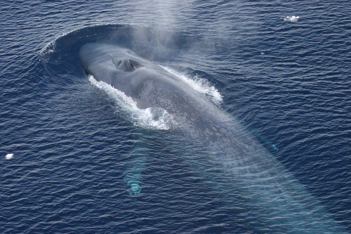 Самый большой голубой кит