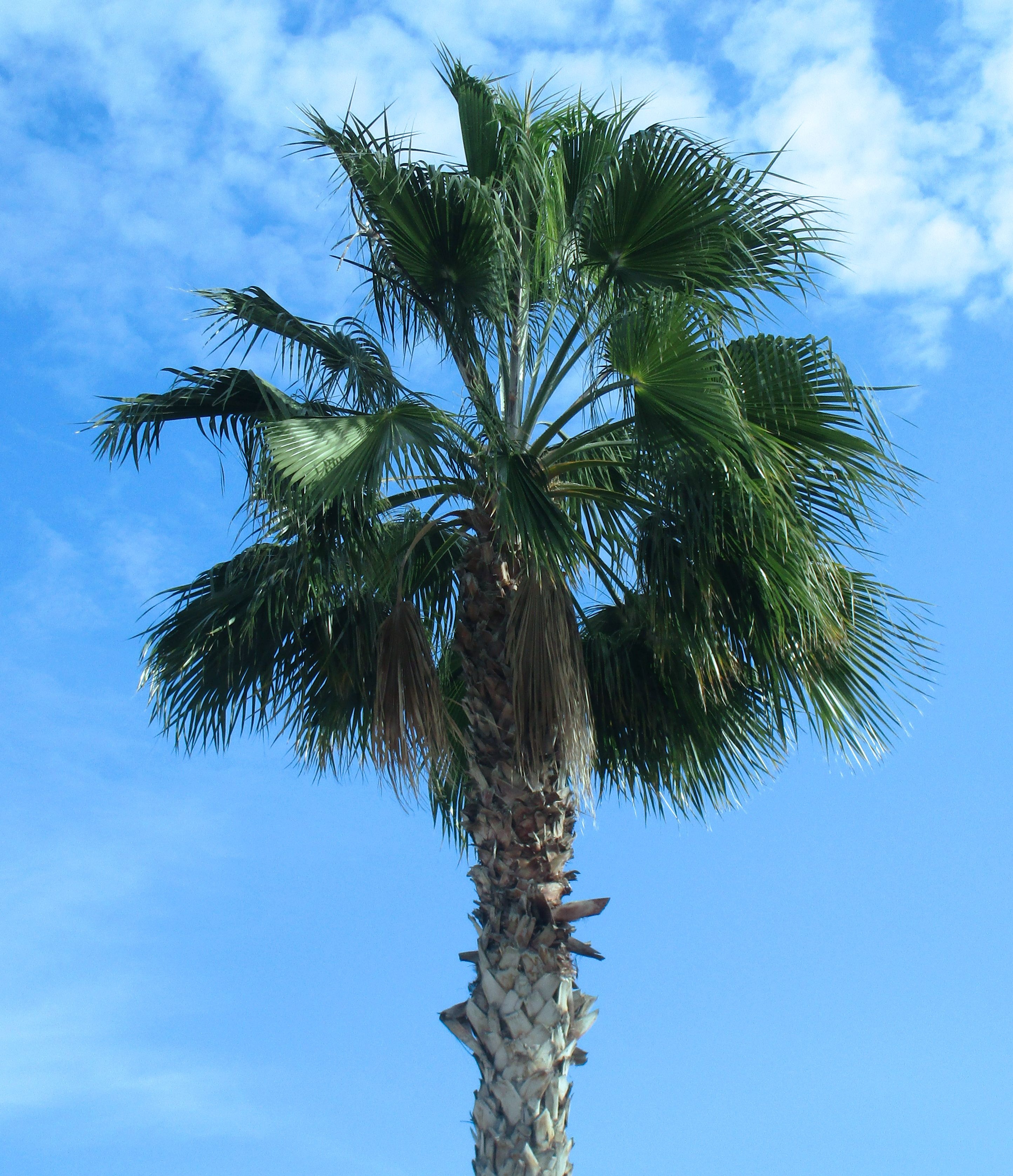 Пальмы какие виды. Бертамовые пальмы. Финиковая Пальма. Бегониевые пальмы.