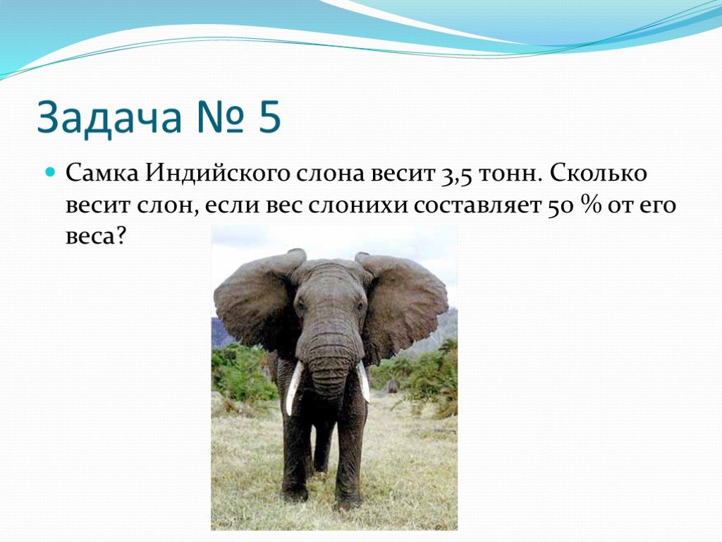 Сколько весит слон. Слон весит. Сколько весит слон в тоннах. Размер слона.