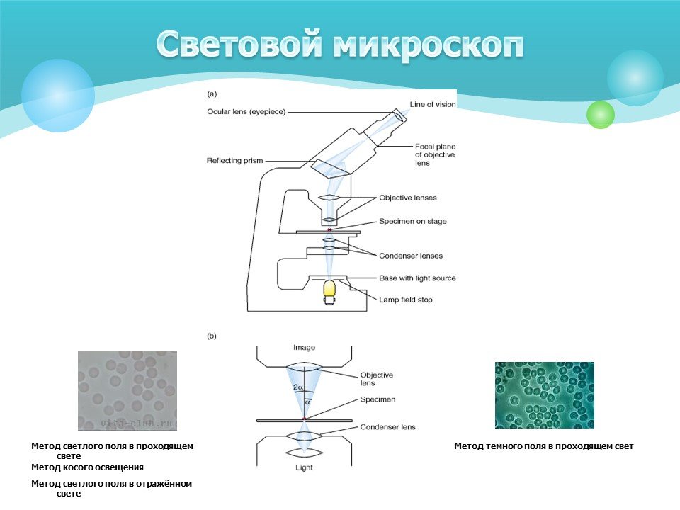 Исследование микроорганизма