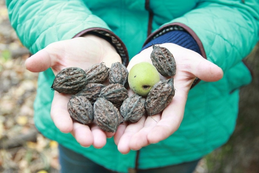 Восток расти. Орех маньчжурский - Juglans mandshurica плод. Маньчжурский орех плоды. Орех на Дальнем востоке. Растения орехи дальнего Востока.